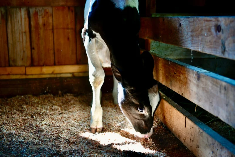 a black and white horse eating hay in a barn